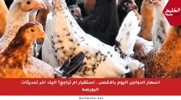 أسعار الدواجن اليوم بالأقصر.. استقرار أم تراجع؟ إليك آخر تحديثات البورصة
